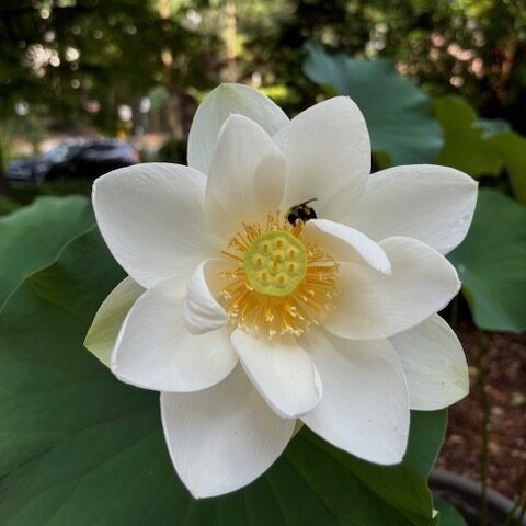 Copyright Basics (Virtual)